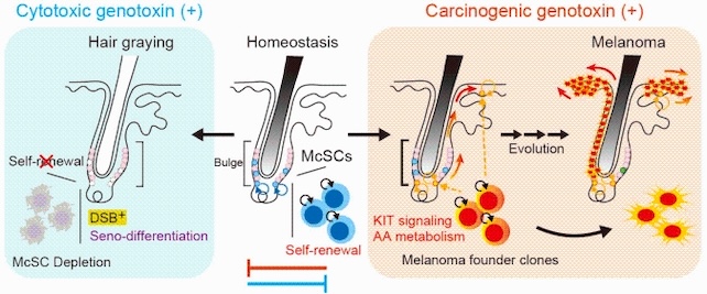 Genotoxic stress and melanocyte stem cell fate
