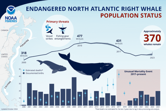 North Atlantic Right Whales