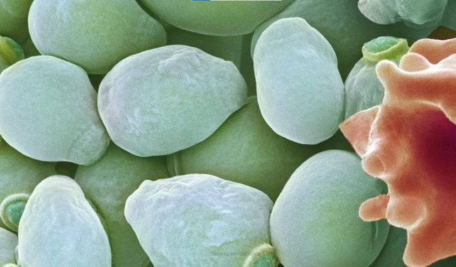 single-celled fungus that is commonly found on the skin and the mucous membranes of the mouth, digestive and respiratory tracts, and the vagina, where it is usually harmless