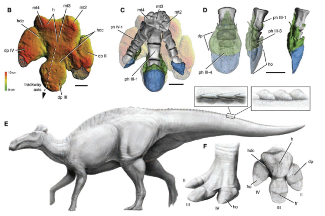 Exceptionally Preserved "Dinosaur Mummies" Reveal First-Known Reptile Hooves