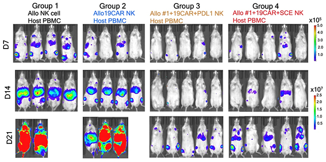 Tumor progress in mice