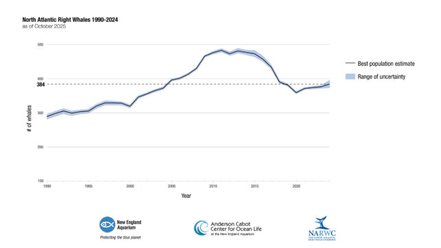 North Atlantic Right Whales 