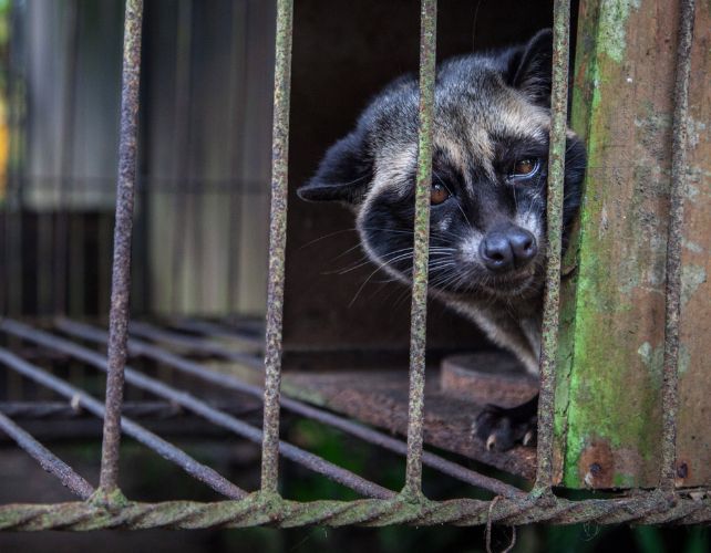 World's Most Expensive Coffee Is Chemically Different Because It's Literally Poop