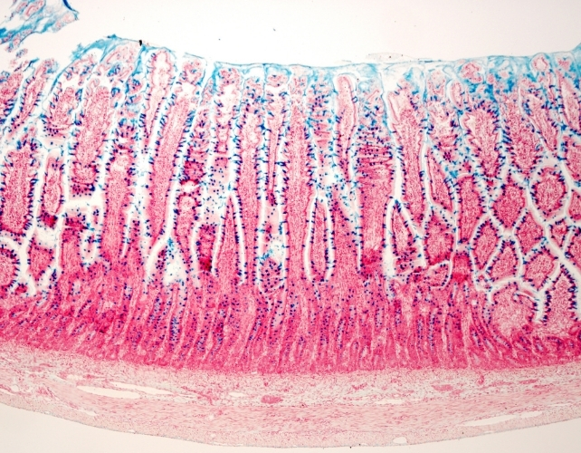 gut cells under a microscope