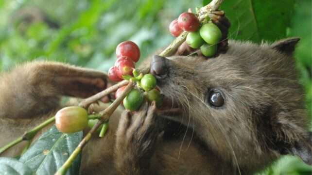 World's Most Expensive Coffee Is Chemically Different Because It's Literally Poop