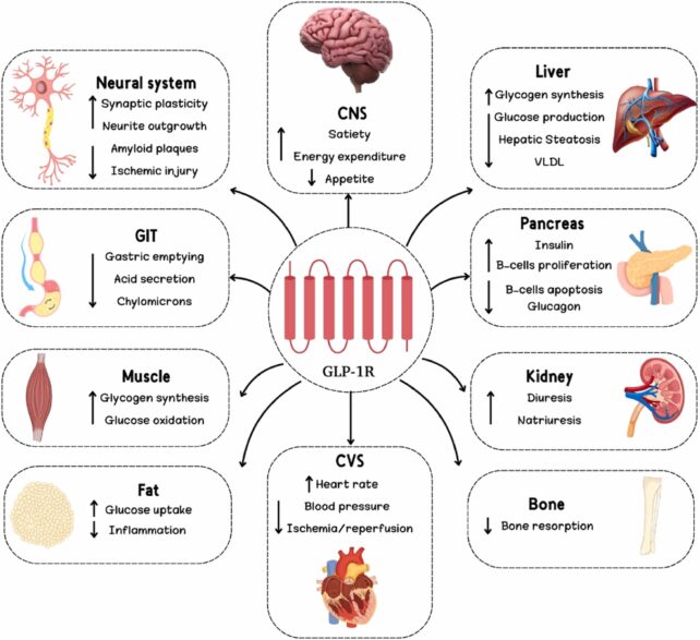 Infographic showing multiple body systems that GLP-1 has effects on