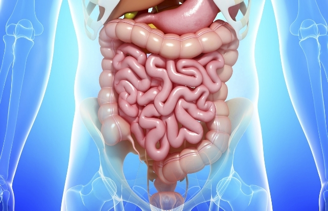 Computer illustration showing the human digestive system inside an outline of the human body, on a blue background