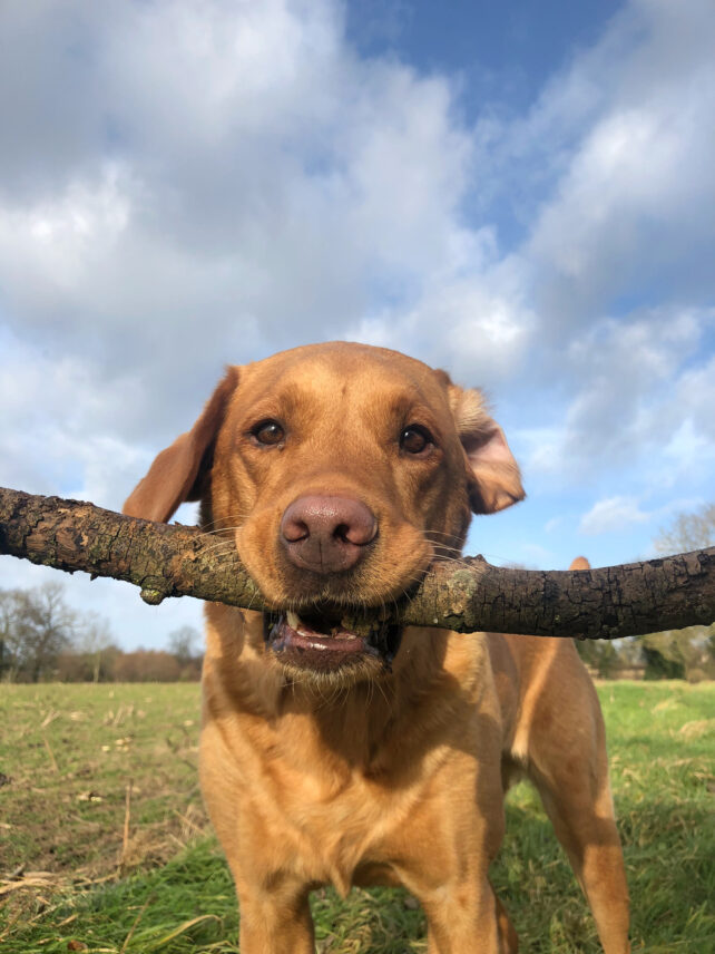 Dog proudly holding Very Big Stick