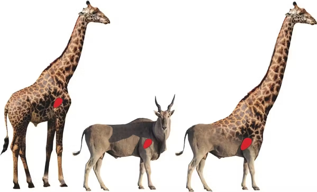 Simulation of a giraffe body with African eland sized legs, an elaffe, all animals pictured