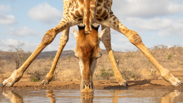 Simulations Provide Surprising Suggestion For Why Giraffes Have Long Legs