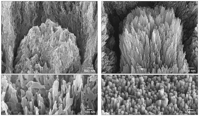 Growing enamel image