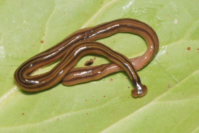 Slimy black-striped brown worm with hammer head