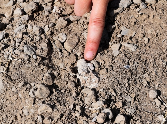 Finger pointing to jawbone with tooth mostly embedded in the ground