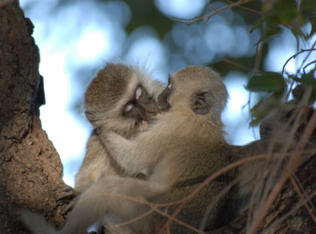Two monkeys kissing on a tree branch