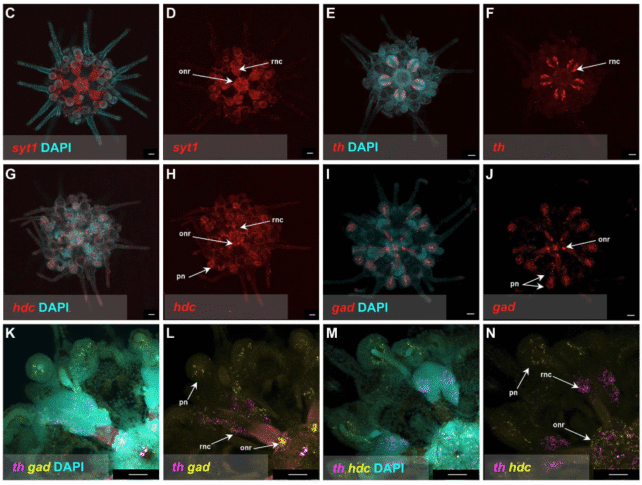 Shockingly Vertebrate-Like 'All-Body Brain' Discovered in Sea Urchins
