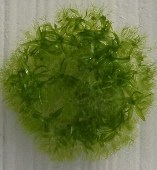 Moss Survived For Nine Months Strapped to The Outside of The International Space Station