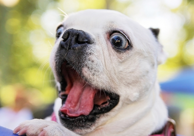 anxious looking dog
