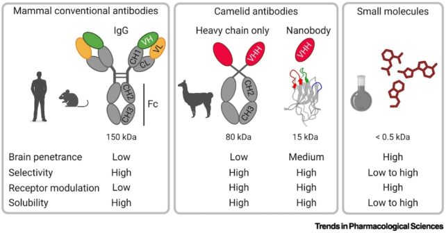 A Unique Characteristic in Camels And Llamas Could Be Used to Treat Alzheimer's
