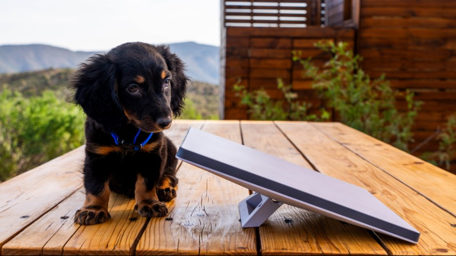 Antena Starlink Mini ao lado de um cachorro pequeno