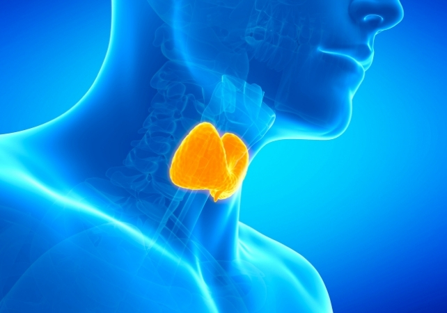 diagram of the thyroid