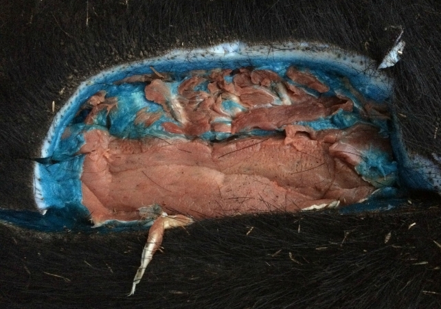 blue pig fat