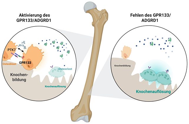 Bone diagram