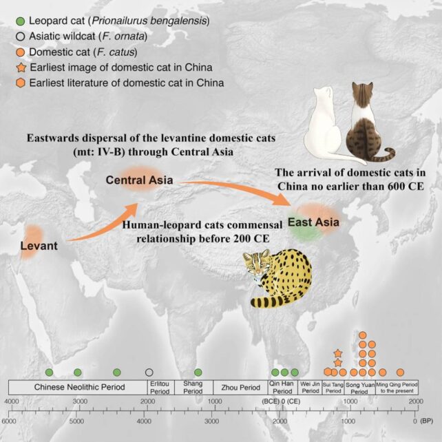 Domestic Cats in Ancient China Were a Different Species Altogether, DNA Study Finds