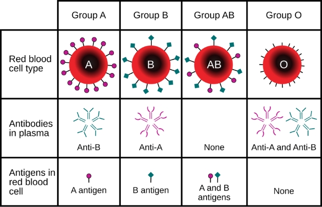 Informative diagram of ABO blood groups and the IgM antibodies present in each group