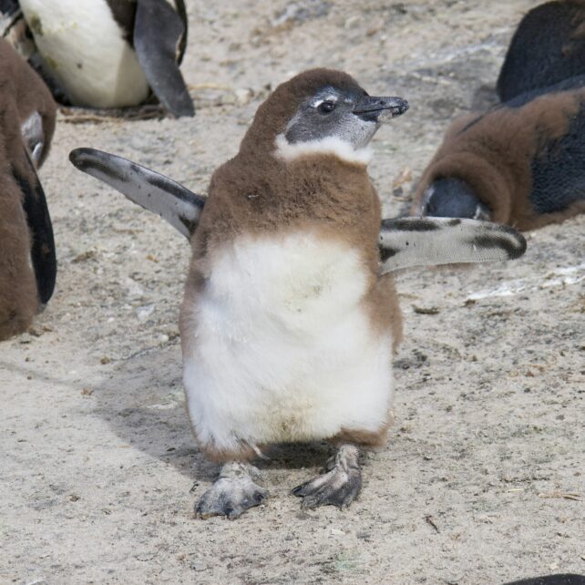 62,000 Penguins Starved to Death Off The Coast of South Africa