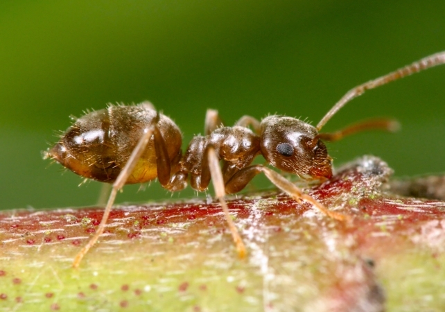adult ant