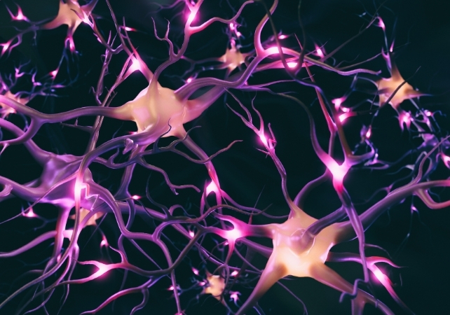 neurons