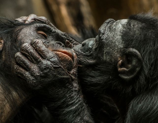 a close up of two chimpanzees in embrace, one is kissing the other's face