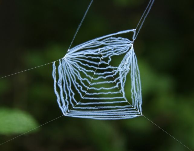 a photo of the spider's net, which is white and fuzzy, rectangular, with mostly horizontal lines. it is suspended with regular spider silk in this picture, no spider to be seen.