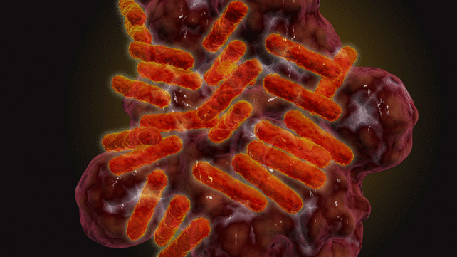 rickettsia bacteria