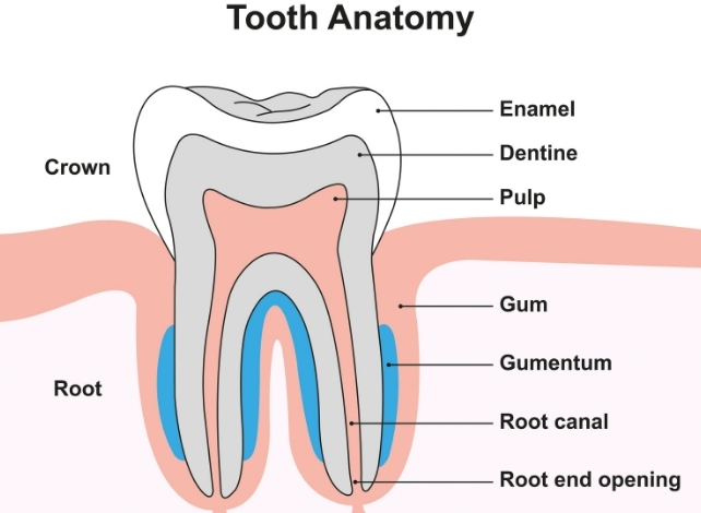 tooth anatomy diagram