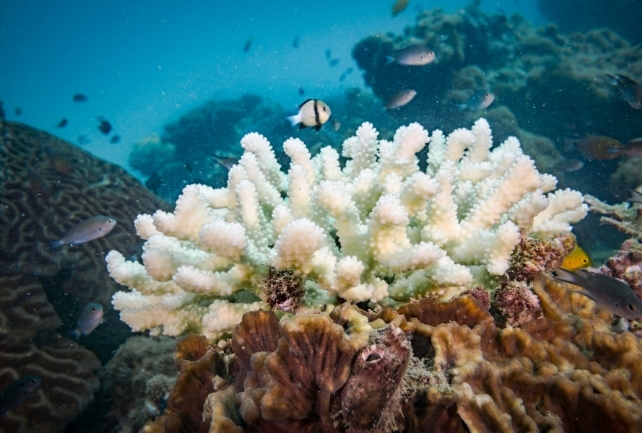 Bleached coral with fish
