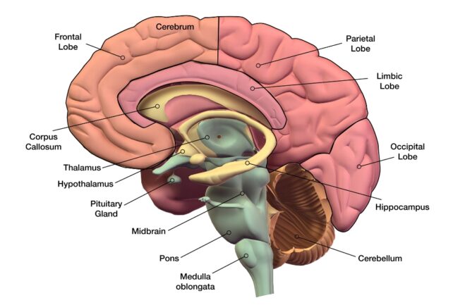 Human brain anatomy, illustration