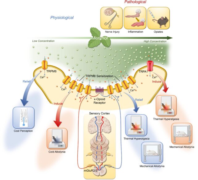 Illustration of menthol and its receptor, involved in cooling sensations and pain pathways.