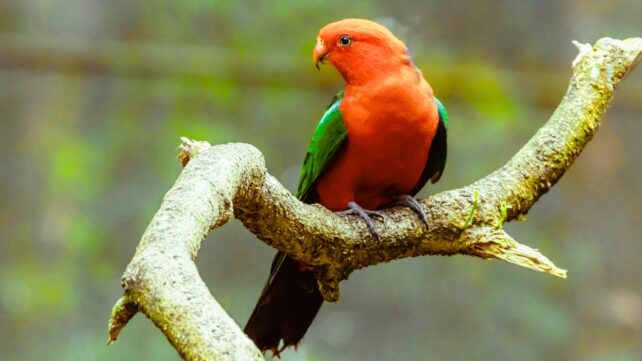Close-up of an Australian King Parrot Sitting on a Branch