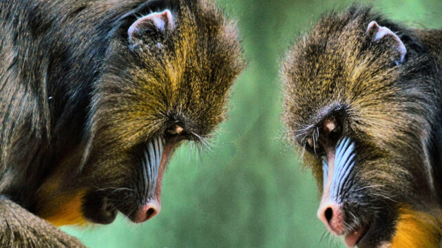 Two male mandrills facing each other