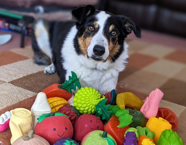 photo of a border collie dog looking at the camera, sitting on the floor of a living room with a pile of colorful squishy toys in front of him