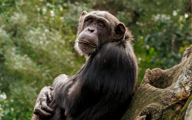 chimpanzee