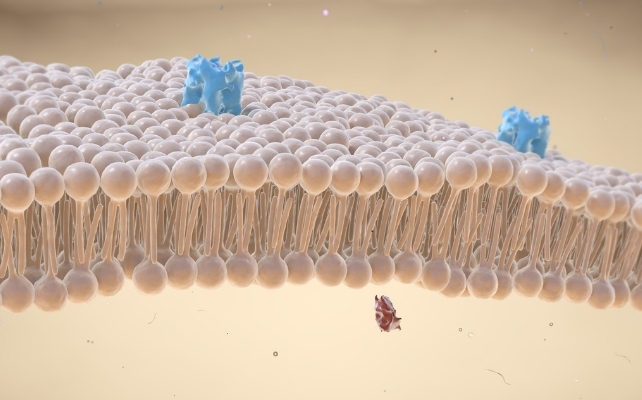 diagram of a cell membrane