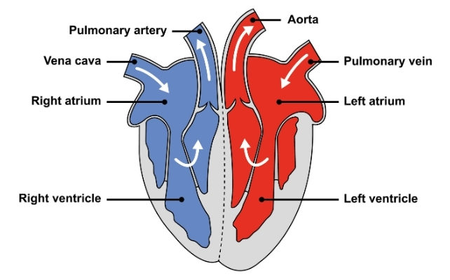 heart diagram