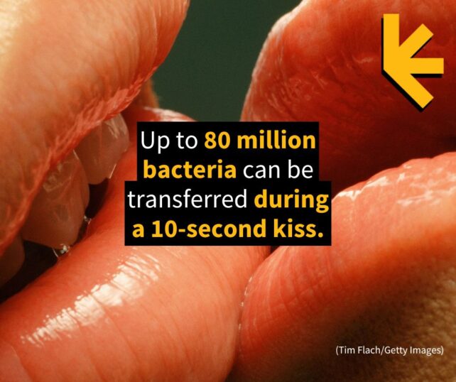 Falling in Love May Have More to Do With Swapping Spit Thank You Think