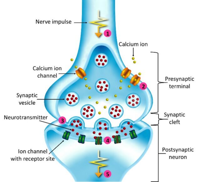 Illustration of the junction of two nerve cells. The cells contain a variety of signalling molecules.