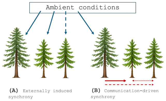 Tree reaction diagram