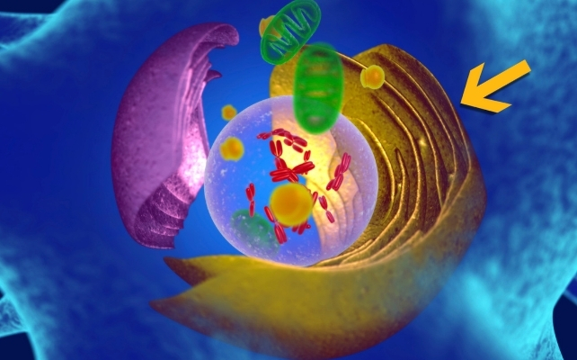 endoplasmic reticulum illustration