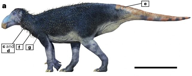 Strange Spiky Dinosaur Sported Skin Unlike Anything We've Ever Seen Before