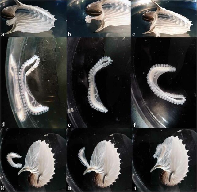 nine photos show a disembodied, white, tentacle-like hectocotylus in different positions around a paper argonaut brood shell